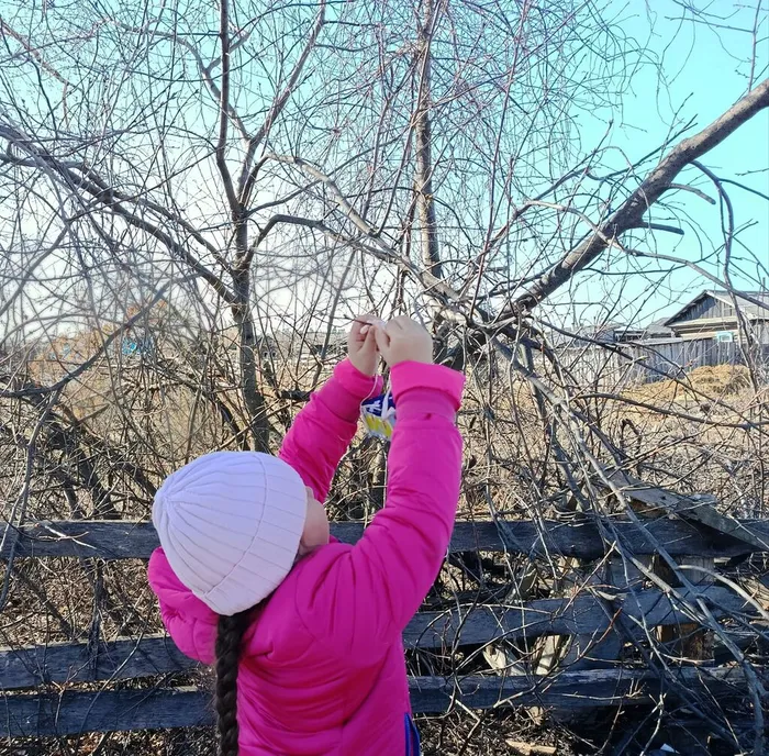 Познавательная игра «В мире птиц»